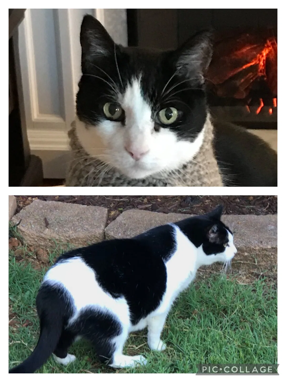 Lost cat in Spring Hill, TN, 37174