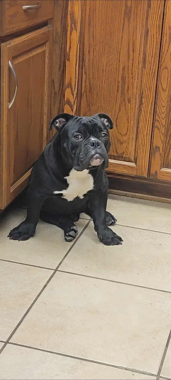 Lost dog in El Monte, CA, 91731