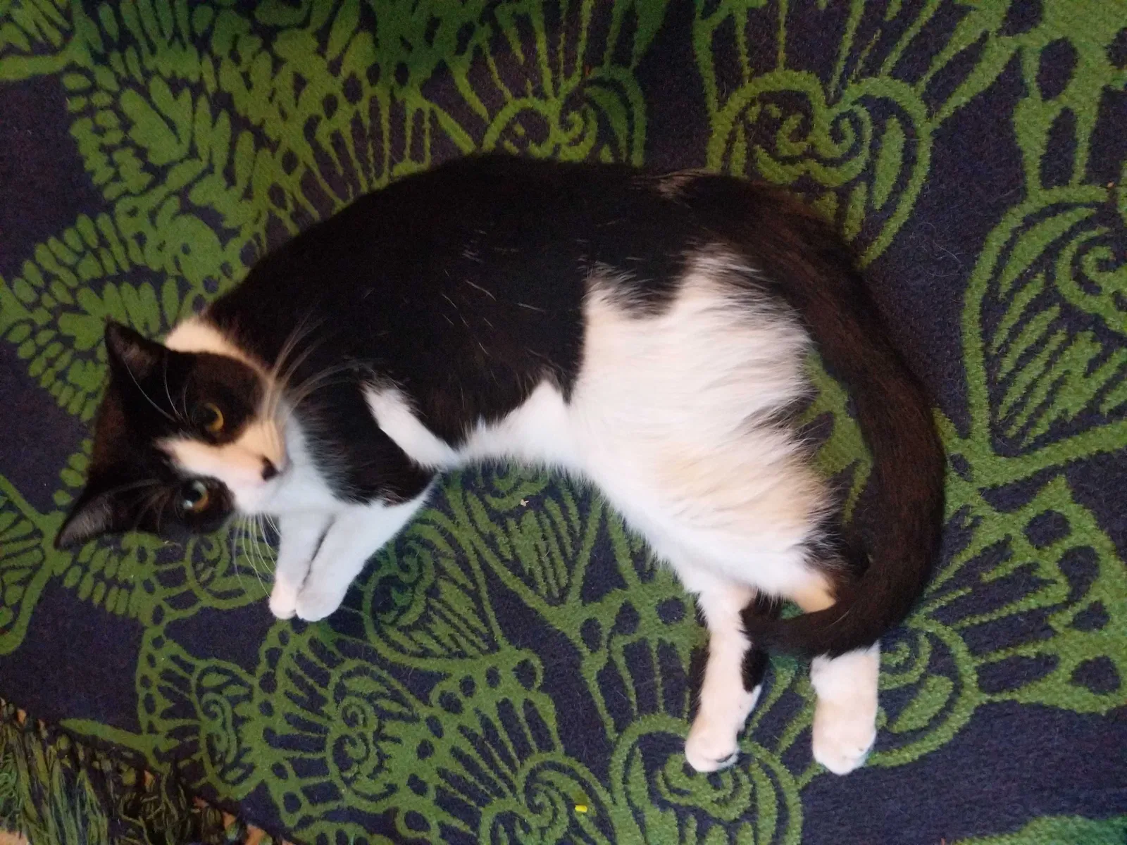 Lost cat in Tualatin, OR, 97062