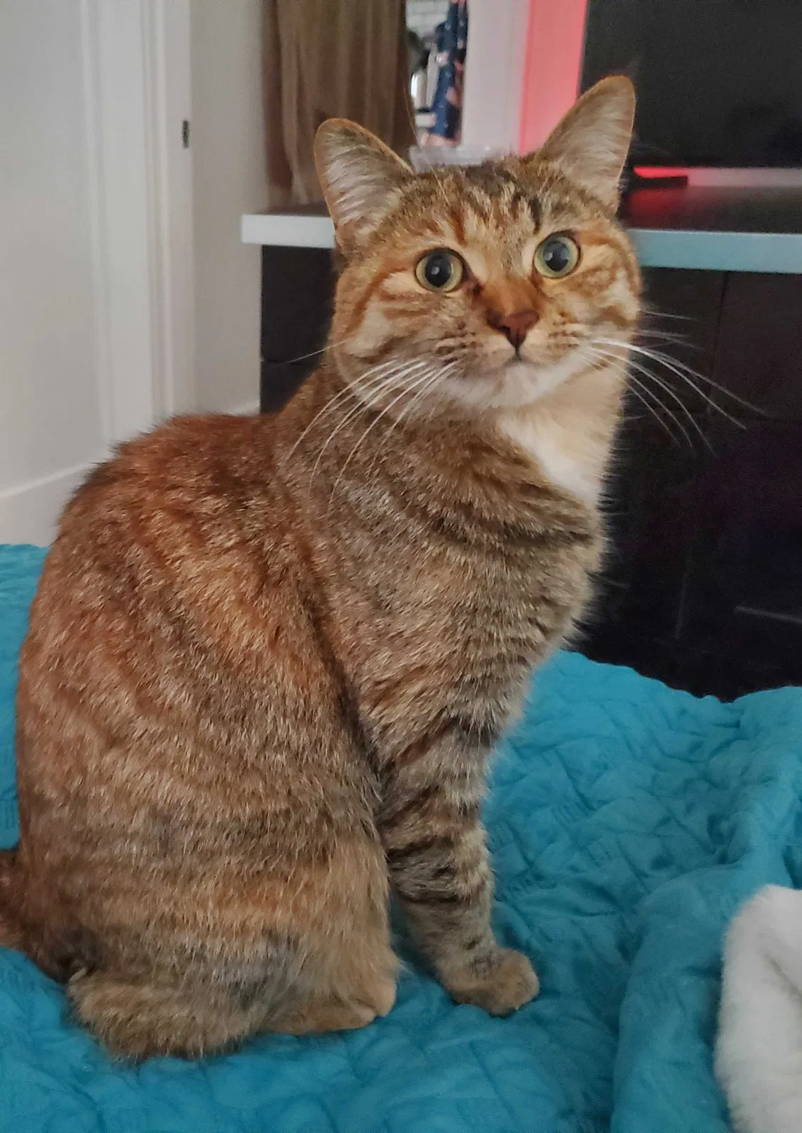 Lost cat in Portland, OR, 97219