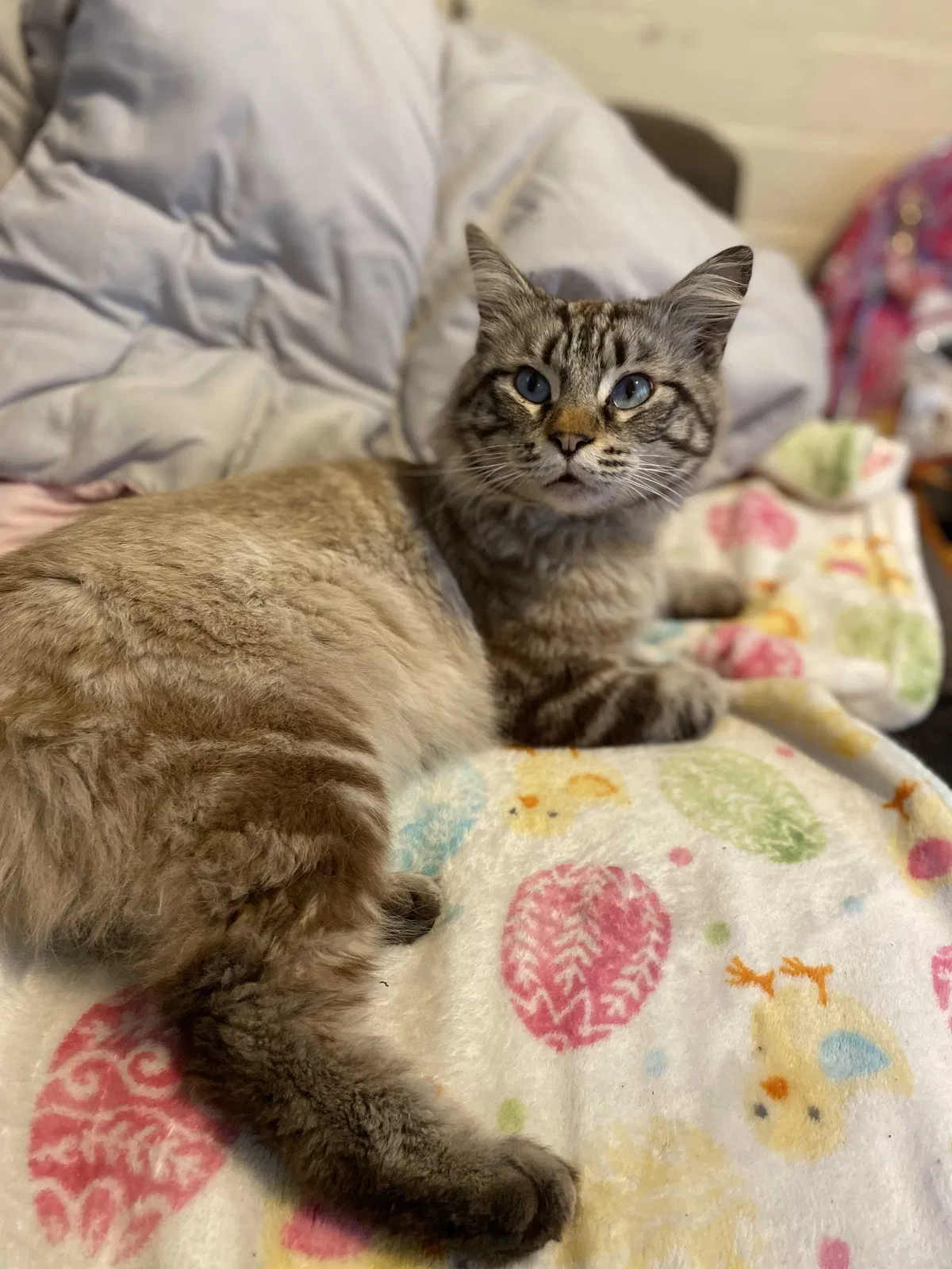Lost cat in Los Angeles, CA, 90011