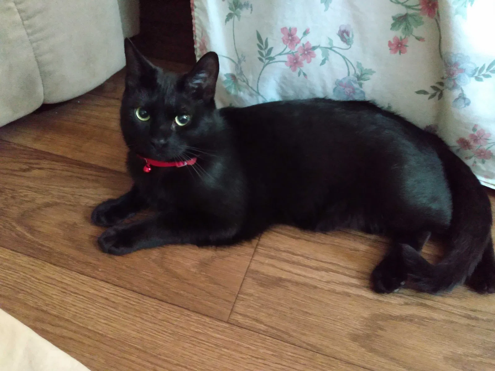Lost cat in Rancho Cucamonga, CA, 91730