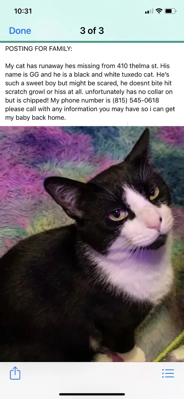 Lost cat in Manhattan, IL, 60442
