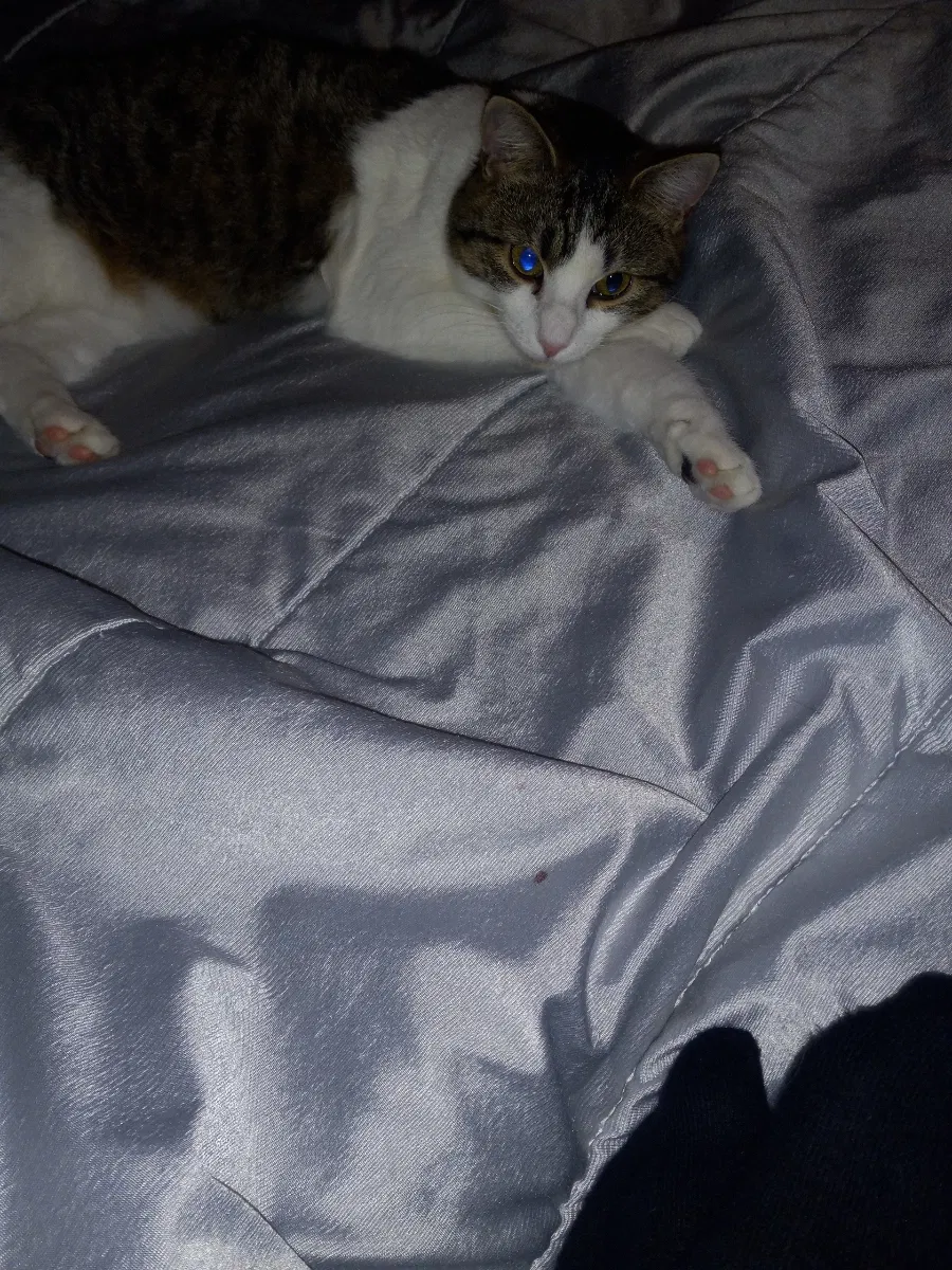 Lost cat in Conroe, TX, 77301