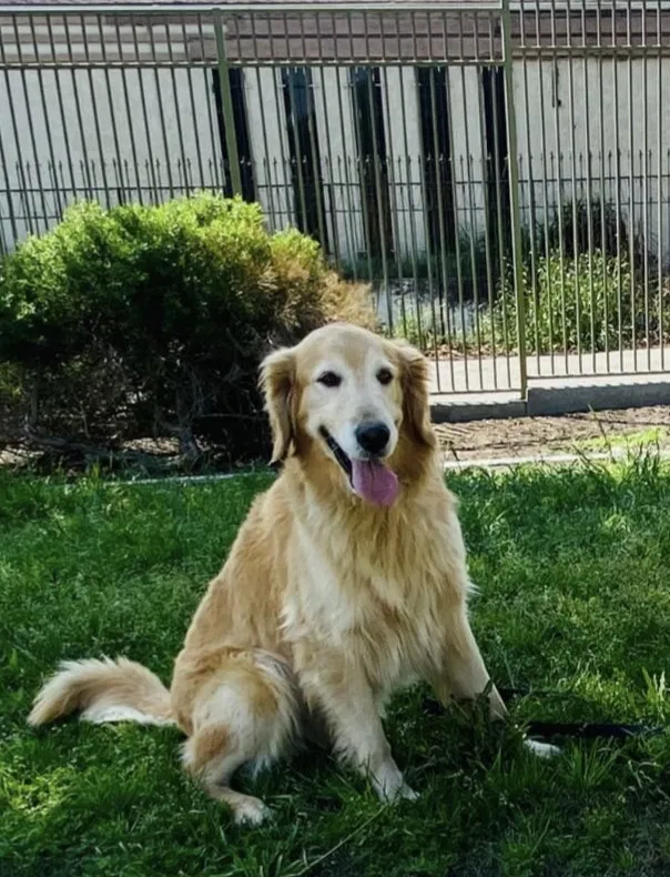 Lost dog in Lynwood, CA, 90262