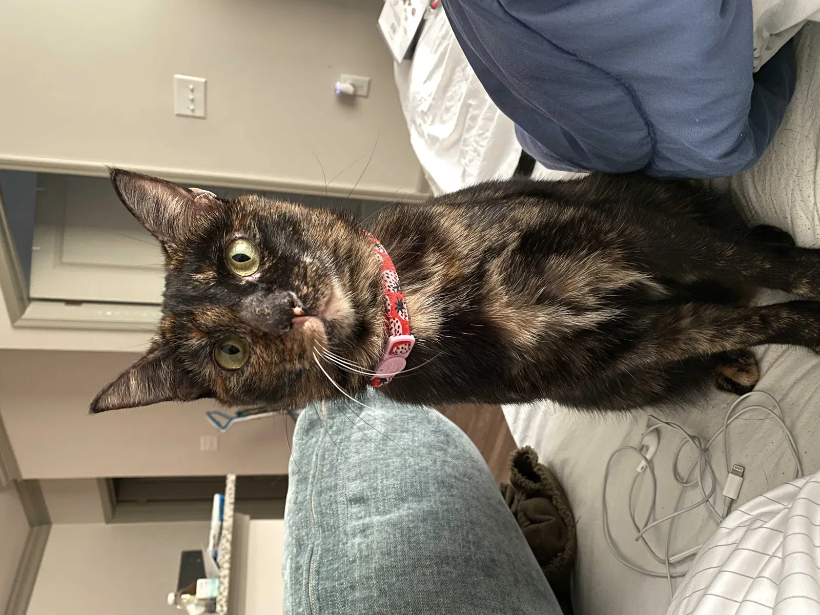 Lost cat in Atlanta, GA, 30320