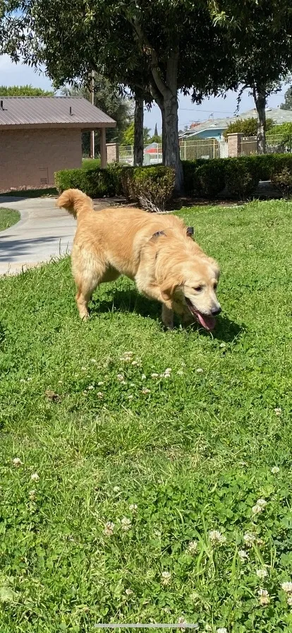 Lost dog in Lynwood, CA, 90262
