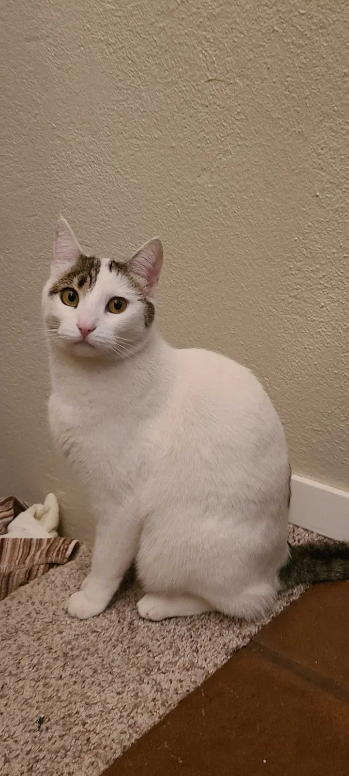 Lost cat in Boise, ID, 83709