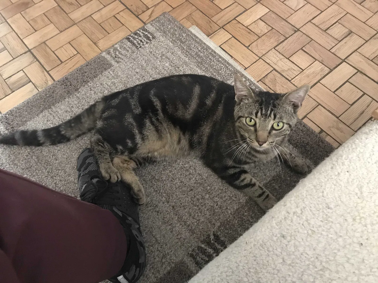 Lost cat in La Palma, CA, 90623