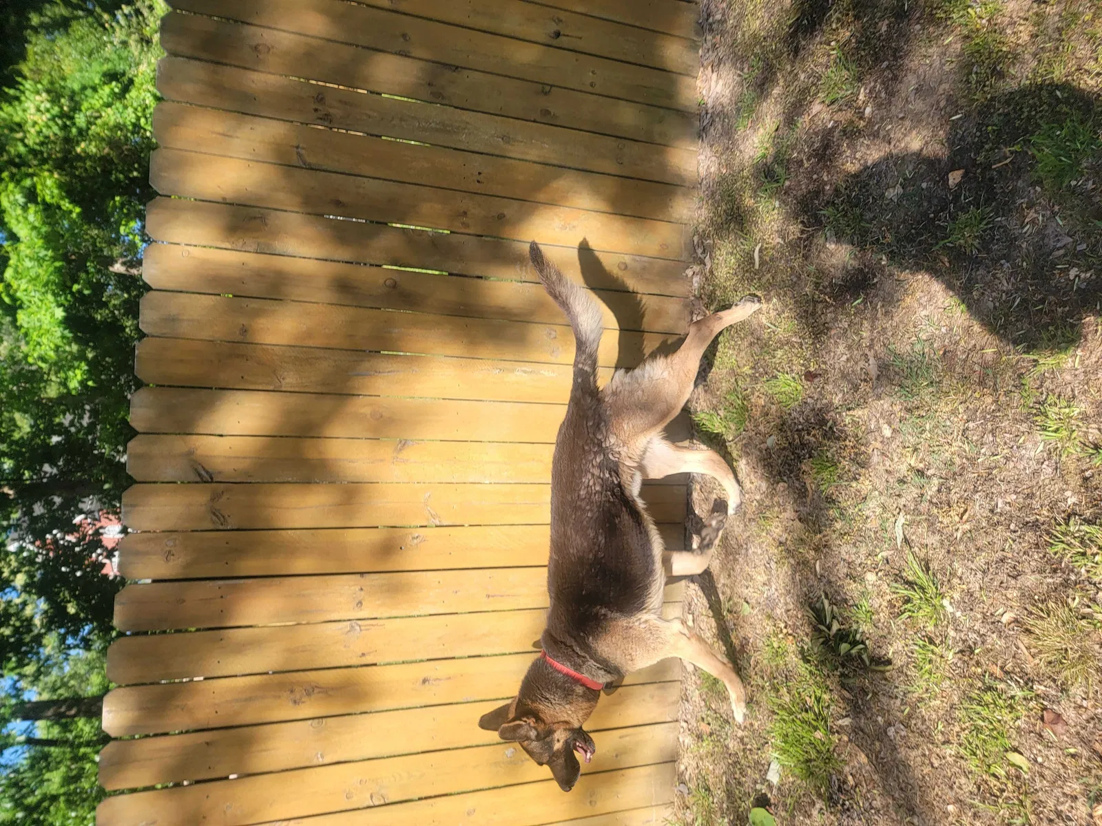 Lost dog in Leeds, AL, 35094