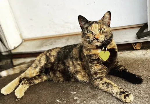 Lost cat in Vancouver, WA, 98663