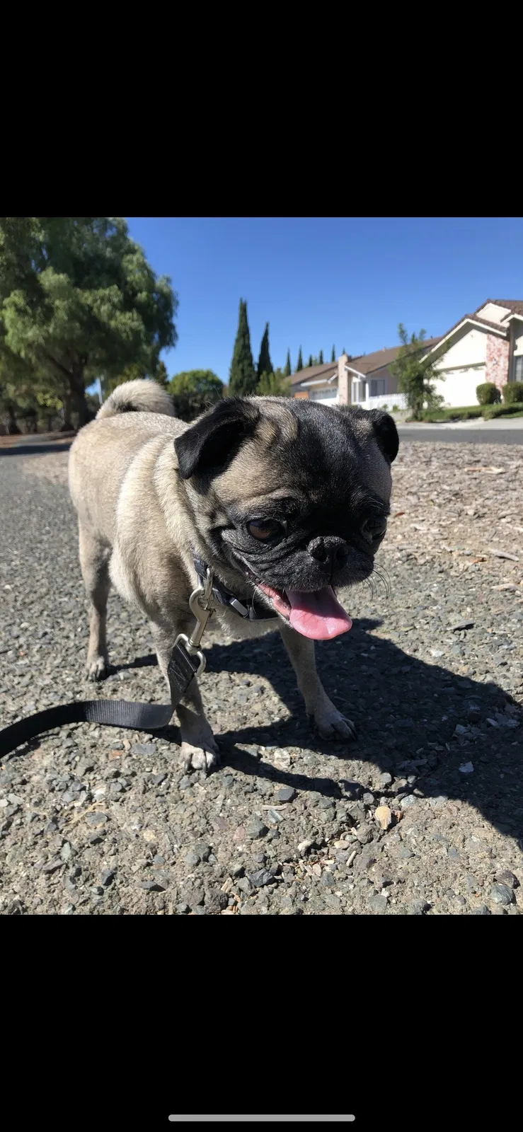 Lost dog in Fremont, CA, 94536