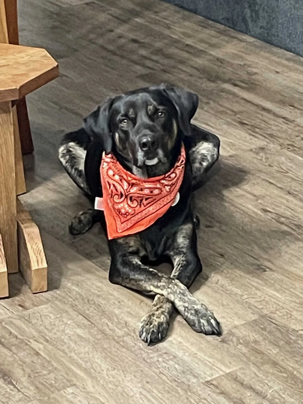 Lost dog in Hopkinsville, KY, 42240