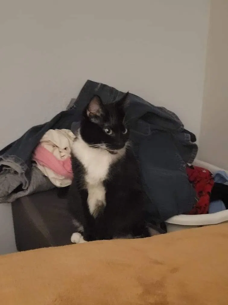 Lost cat in Rio Rancho, NM, 87124