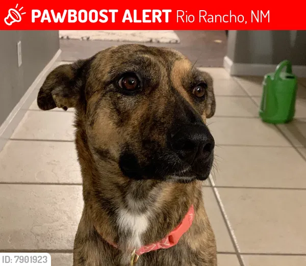 Lost dog in Rio Rancho, NM, 87124