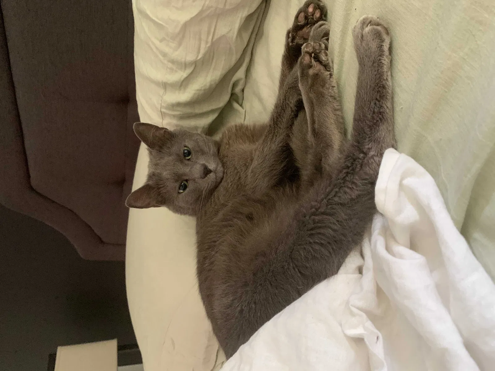 Lost cat in Pinson, AL, 35126