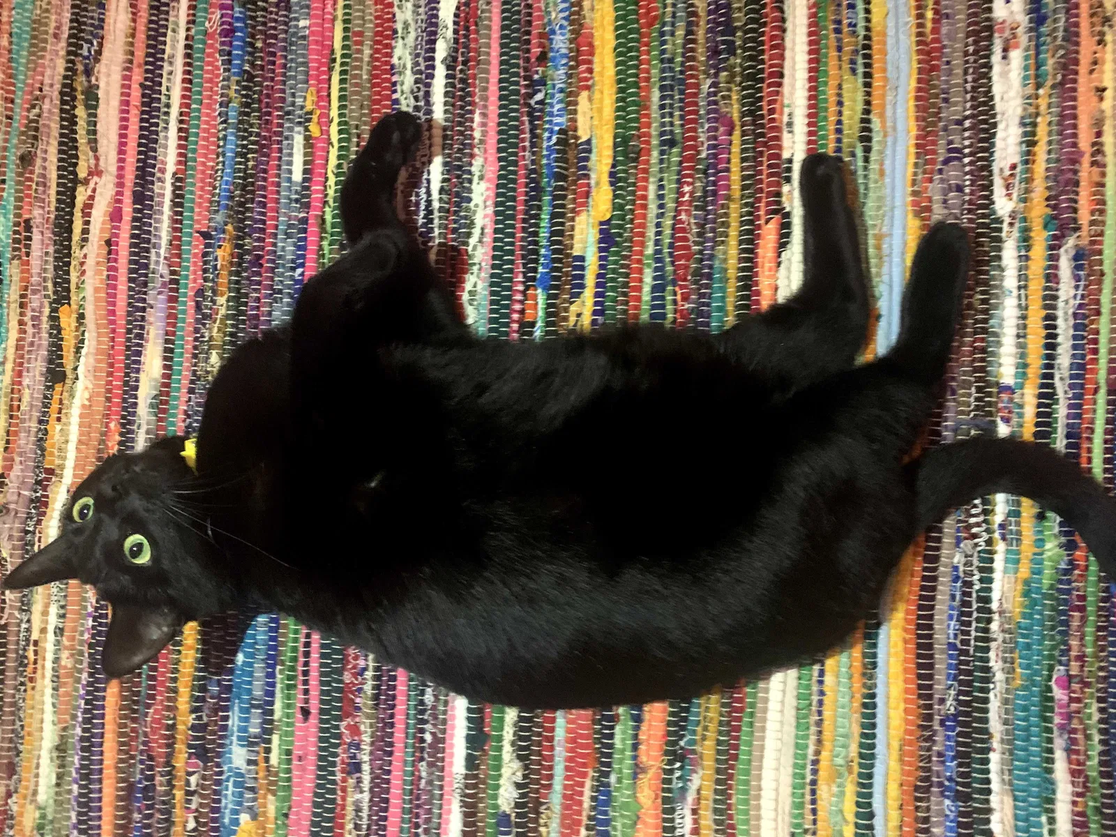 Lost cat in Memphis, TN, 38117