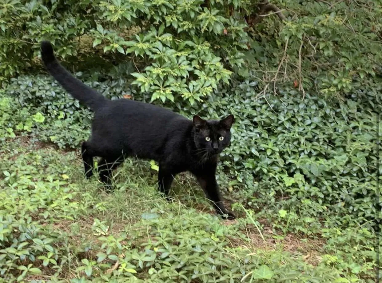 Lost cat in West Hartford, CT, 6119