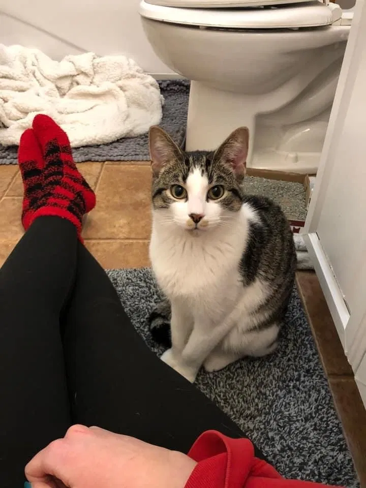 Lost cat in Fond Du Lac, WI, 54937