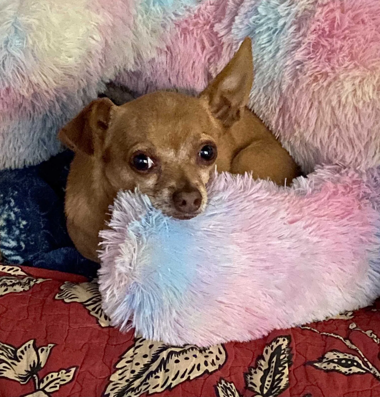 Lost dog in Colorado Springs, CO, 80906