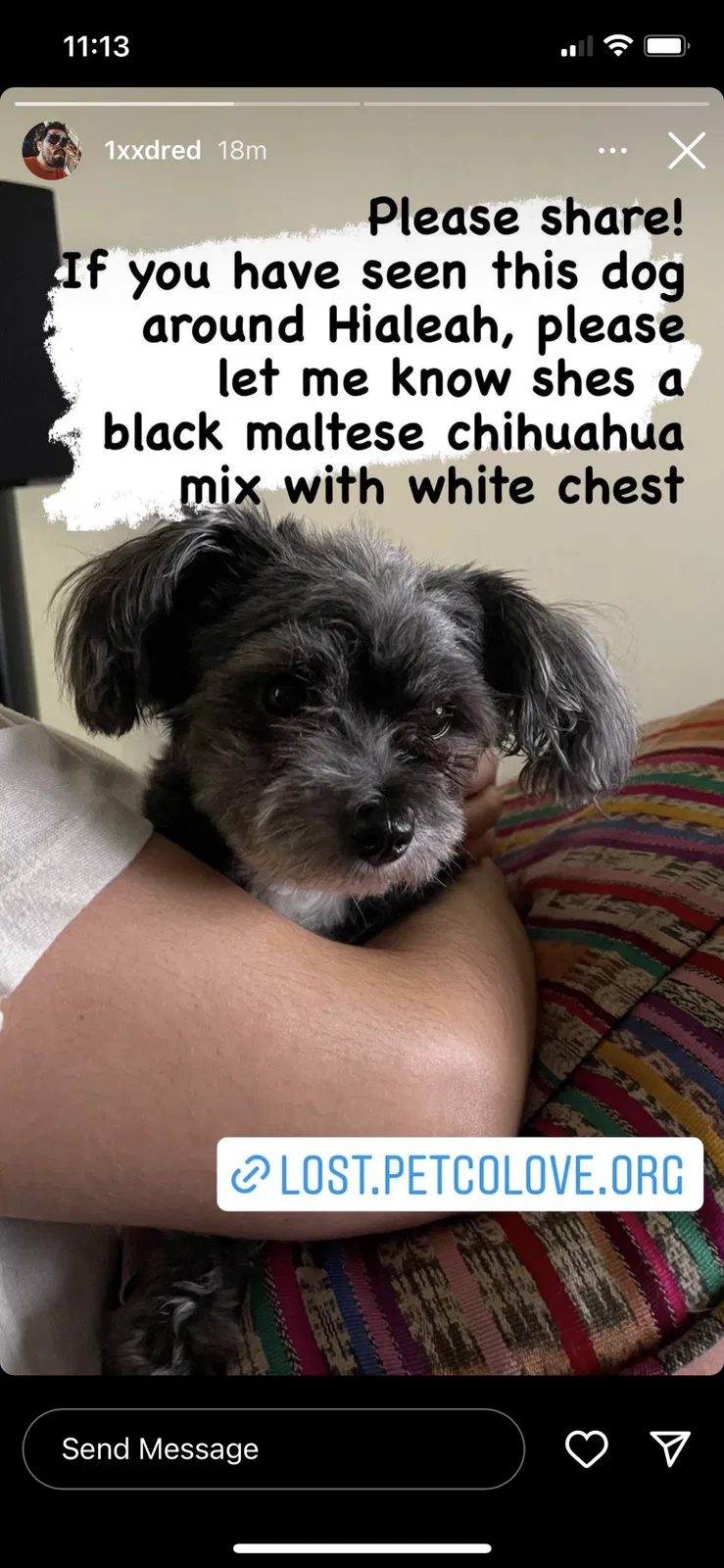 Lost dog in Hialeah, FL, 33012