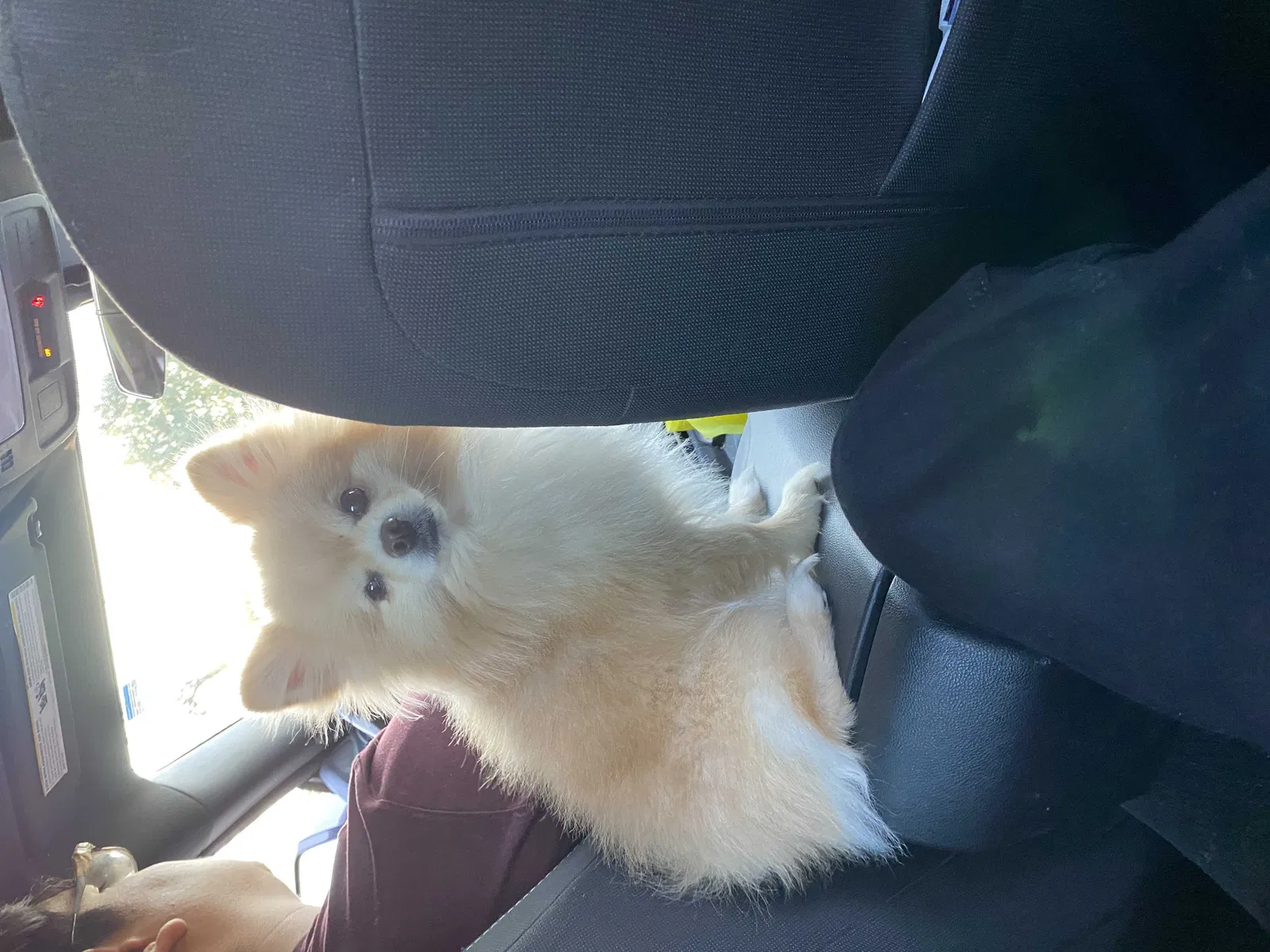 Lost dog in Houston, TX, 77076