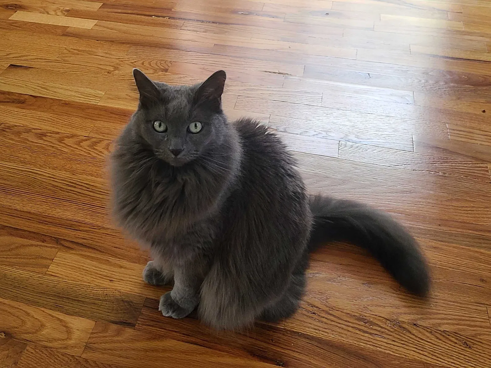 Lost cat in Ferndale, MI, 48220