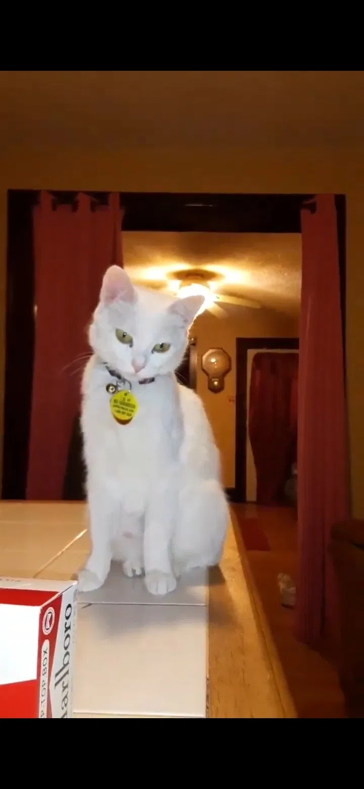 Lost cat in Indianapolis, IN, 46221