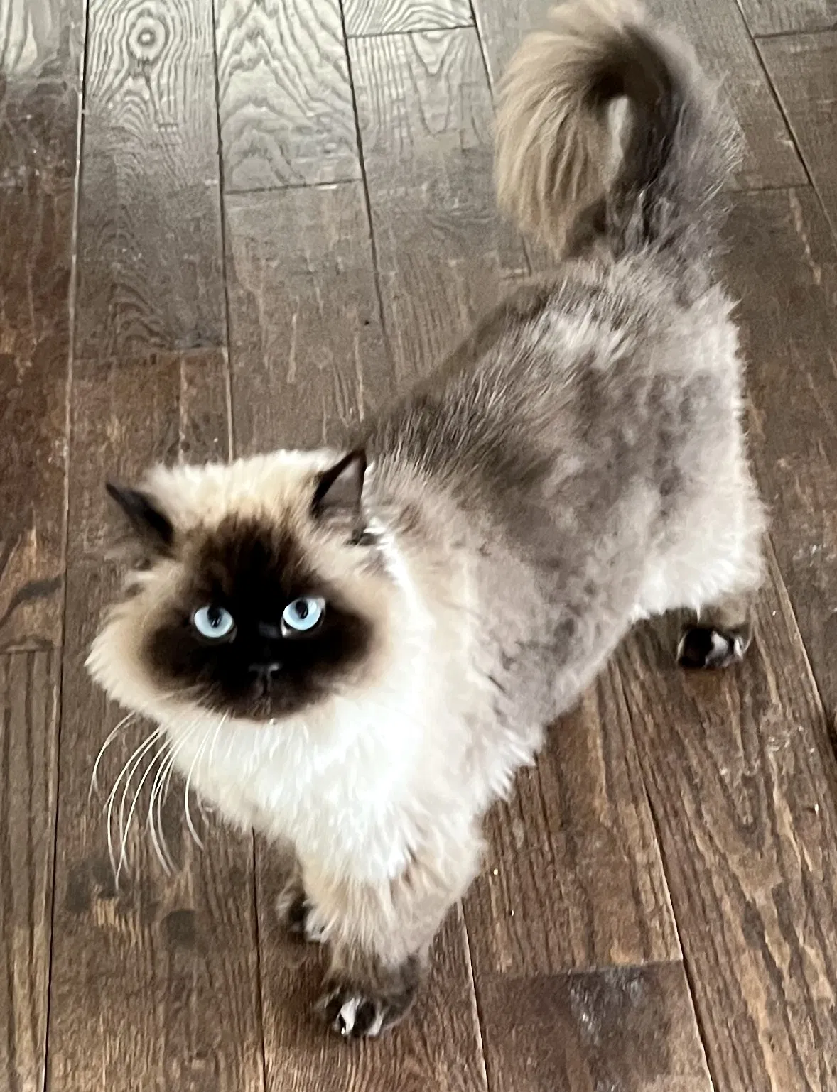 Lost cat in Rocky Hill, NJ, 8553