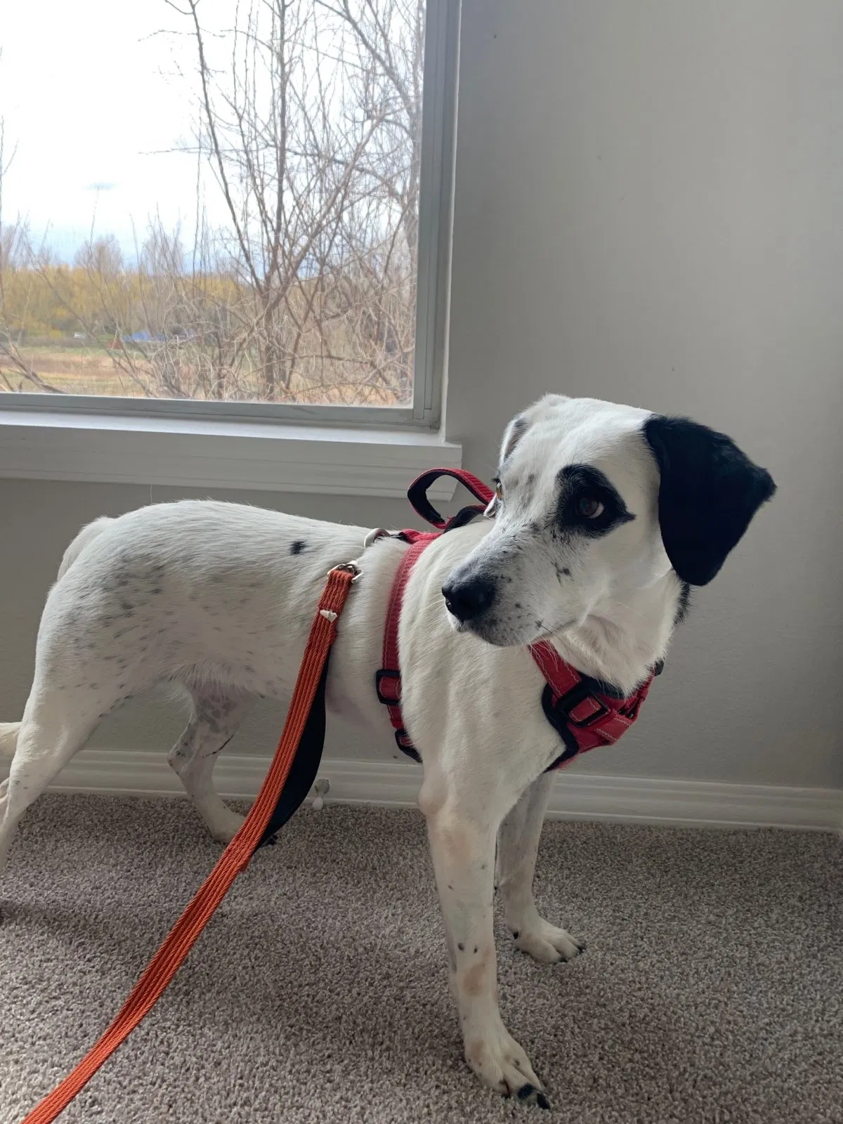 Lost dog in Fort Collins, CO, 80526