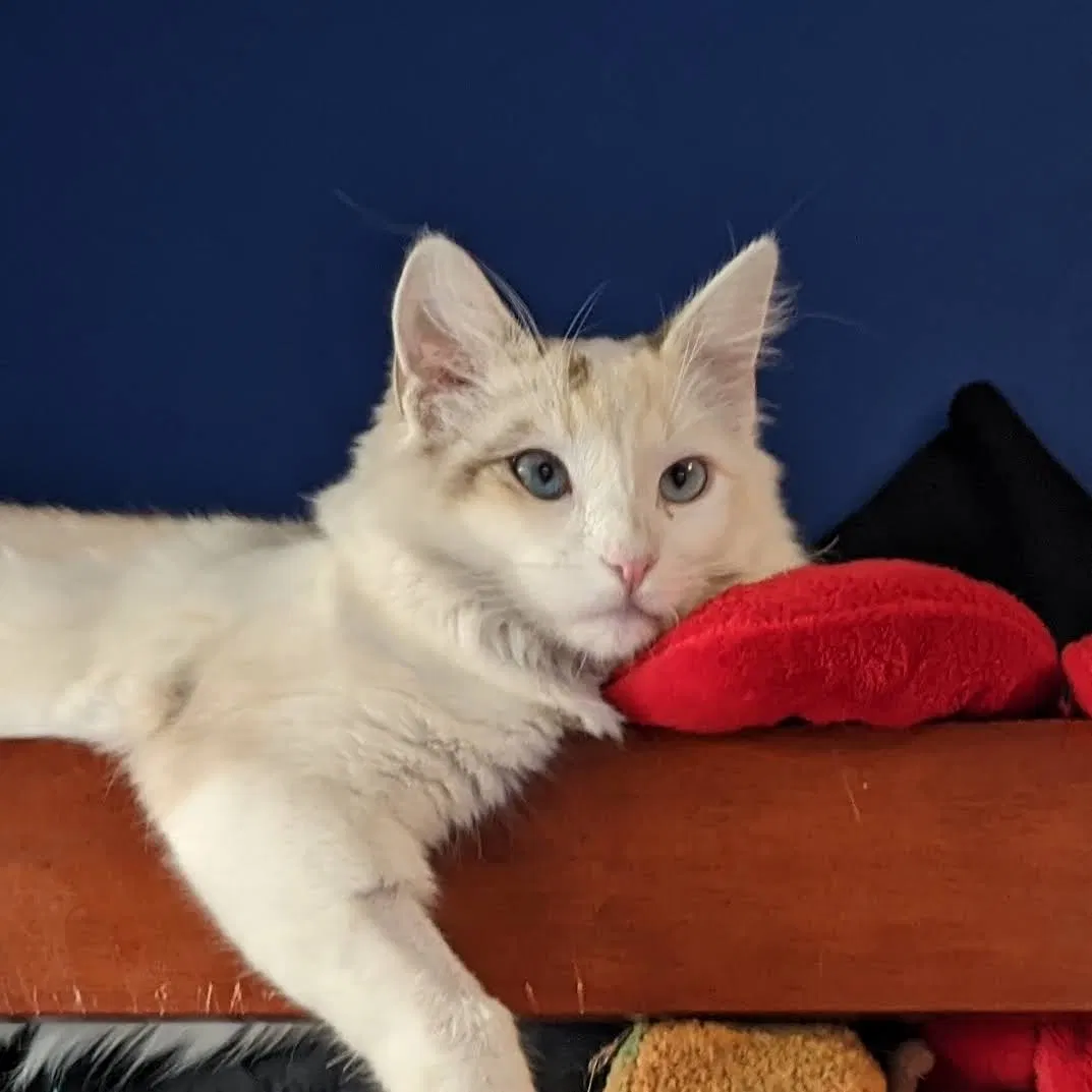 Lost cat in Oakland, CA, 94609