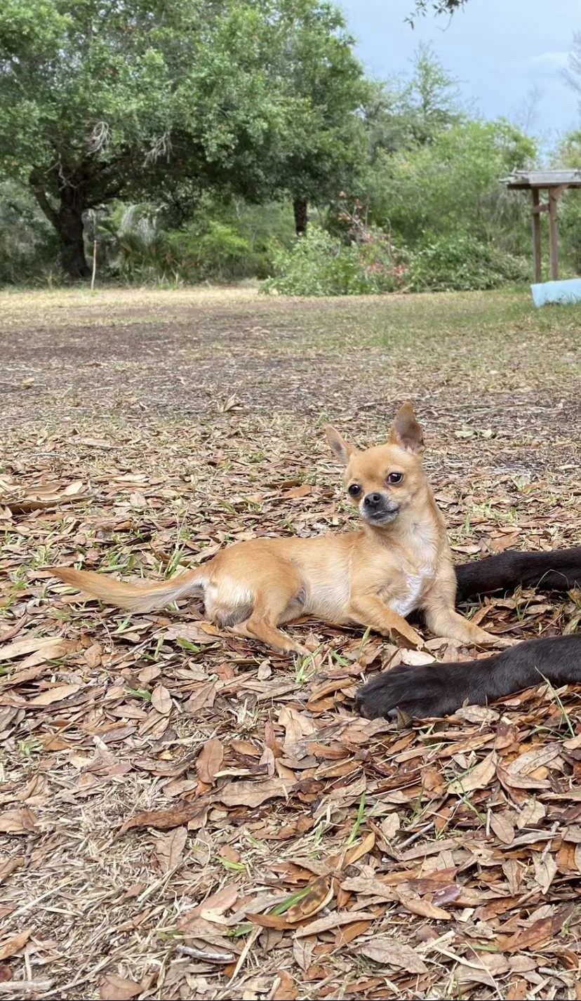 Lost dog in Okeechobee, FL, 34972