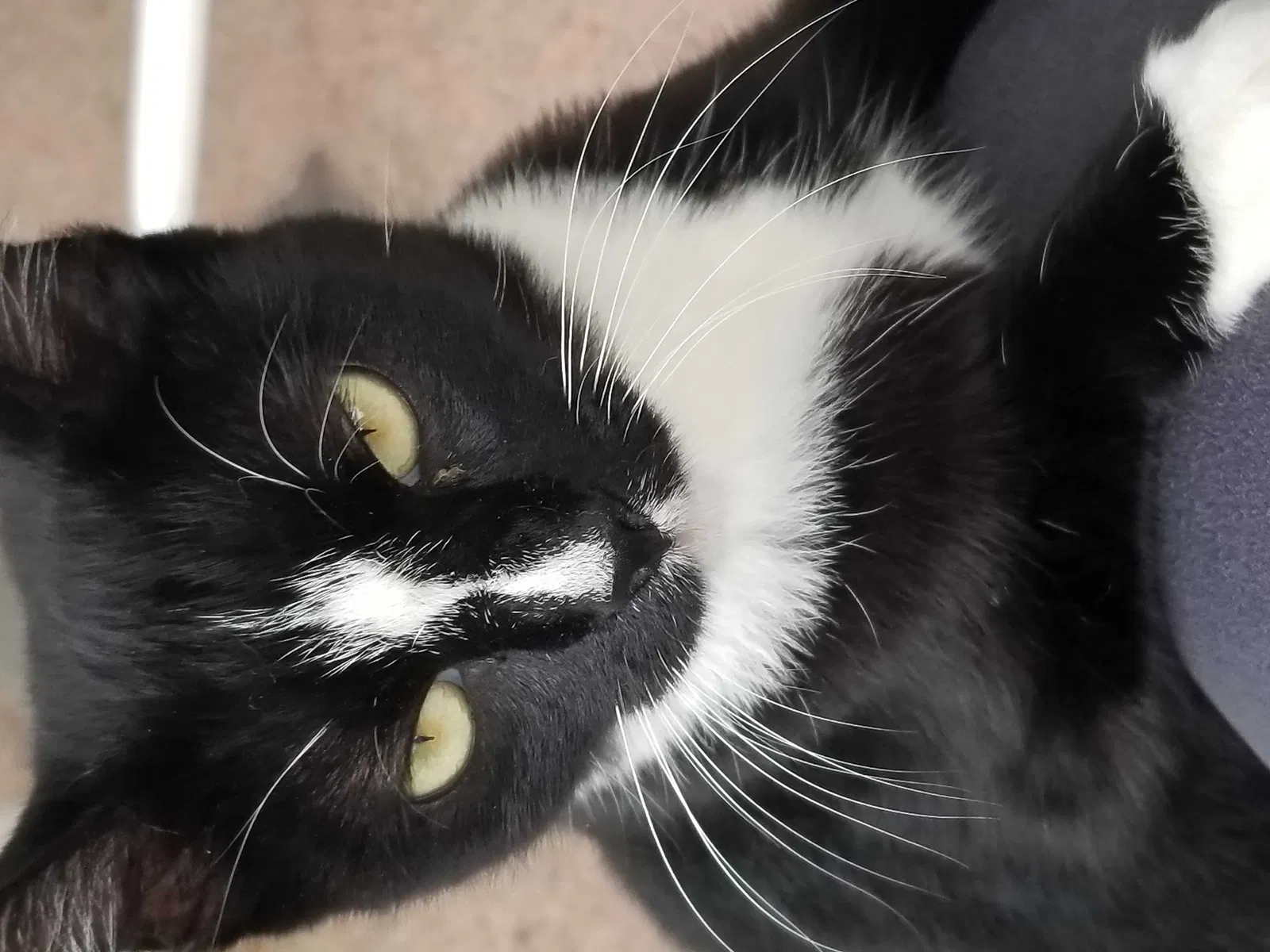 Lost cat in Bellerose, NY, 11426