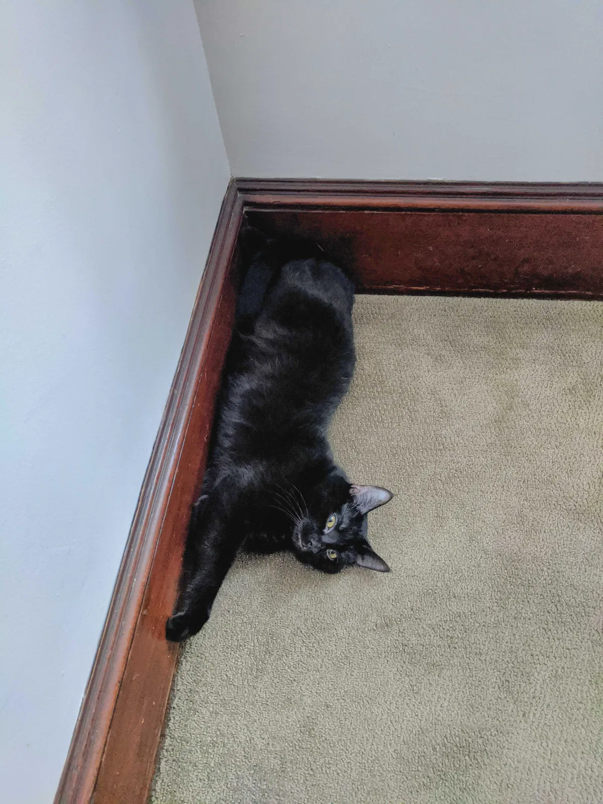 Lost cat in Cleveland, OH, 44102