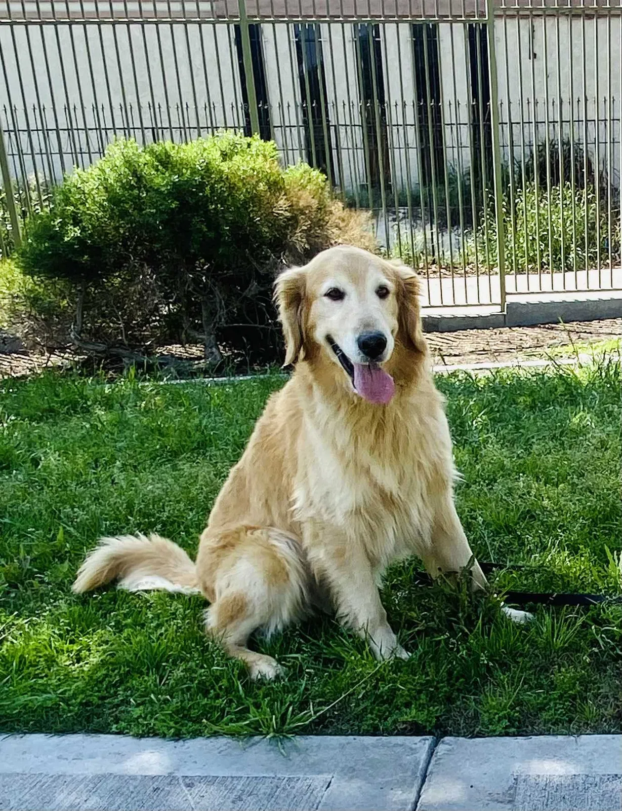 Lost dog in Lynwood, CA, 90262