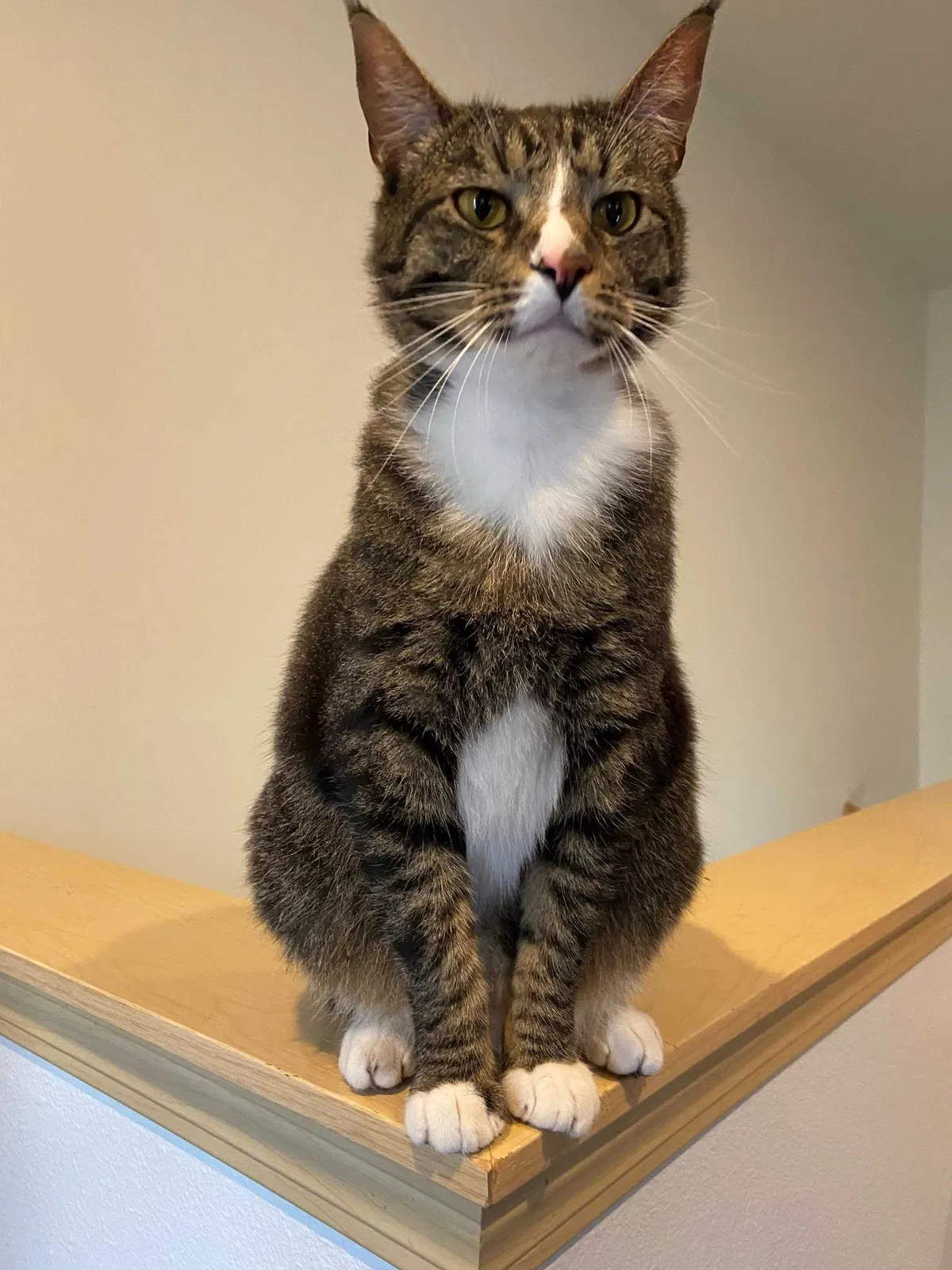 Lost cat in Olympia, WA, 98516