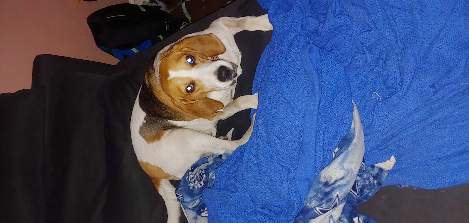 Lost dog in Jacksonville, FL, 32254