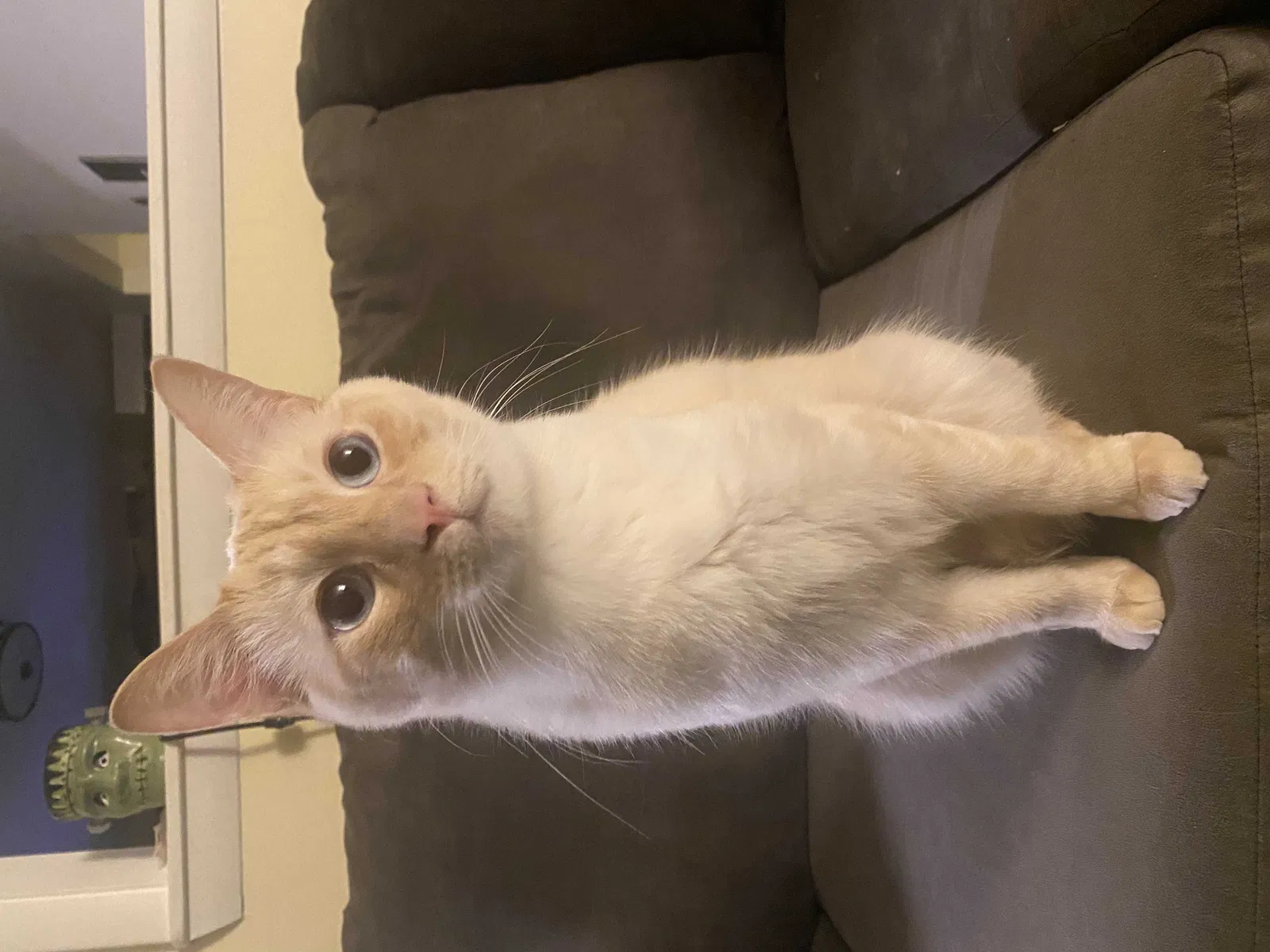 Lost cat in Lowell, MA, 1852
