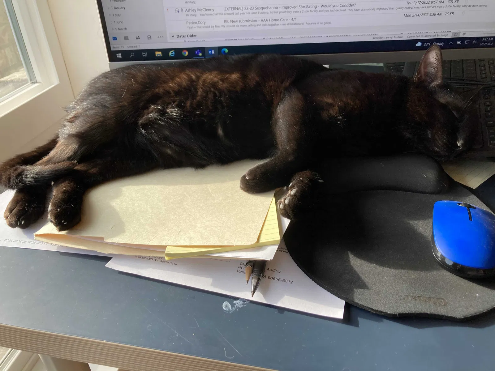 Lost cat in Olympia, WA, 98501