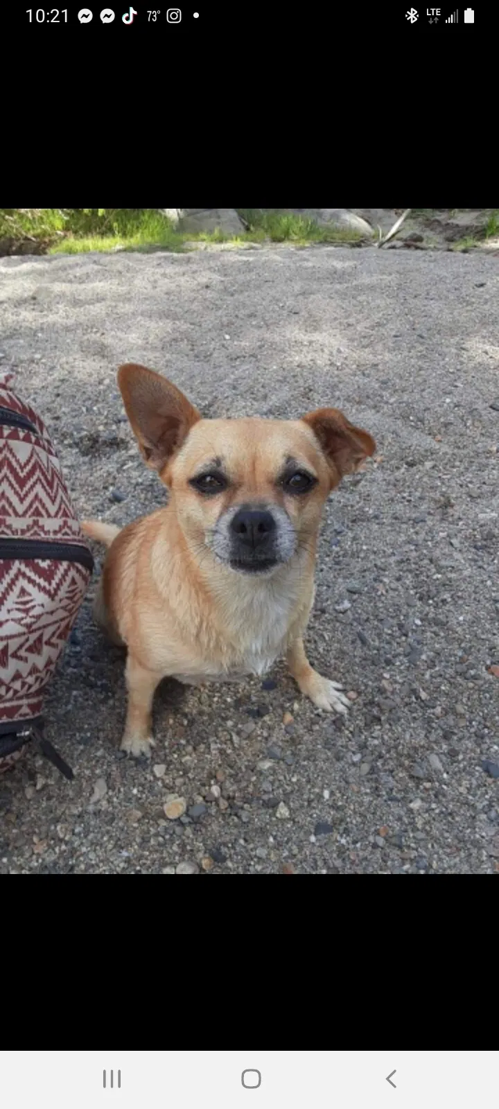 Lost dog in Auburn, CA, 95602