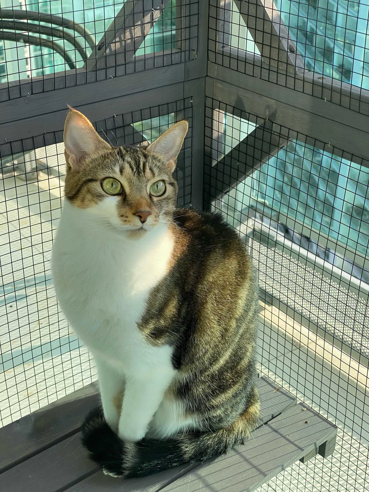 Lost cat in Fort Lauderdale, FL, 33327
