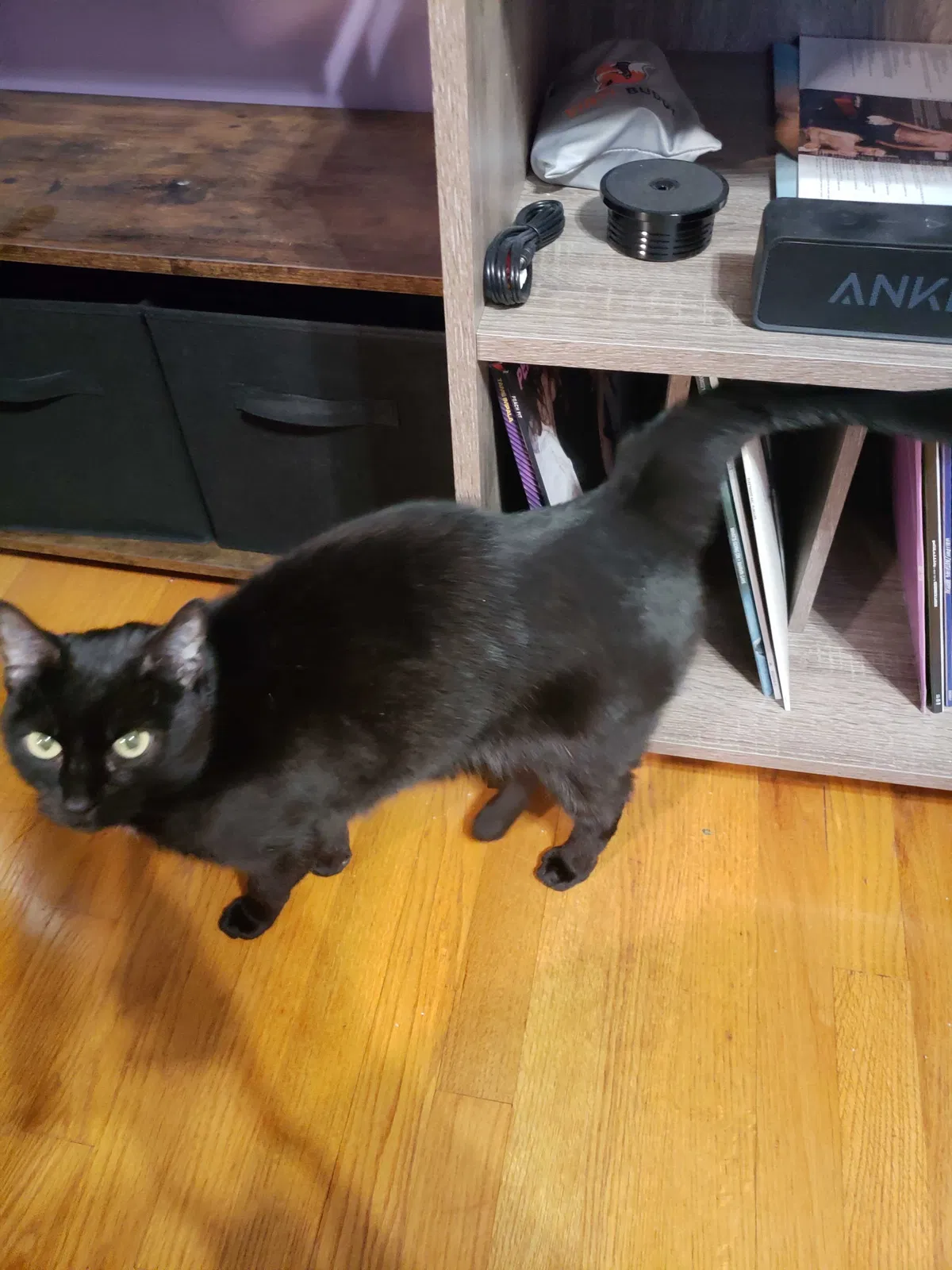 Lost cat in Richmond, VA, 23234