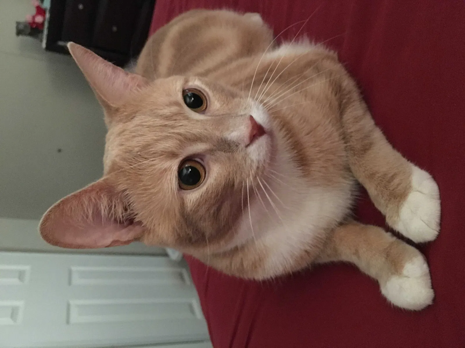Lost cat in Edgewater, FL, 32141
