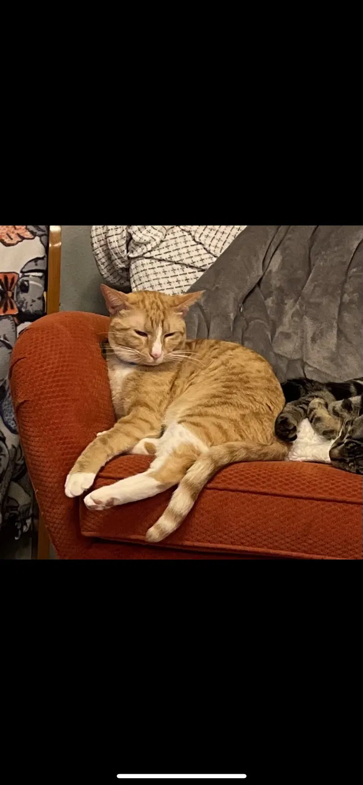 Lost cat in Conway, AR, 72032