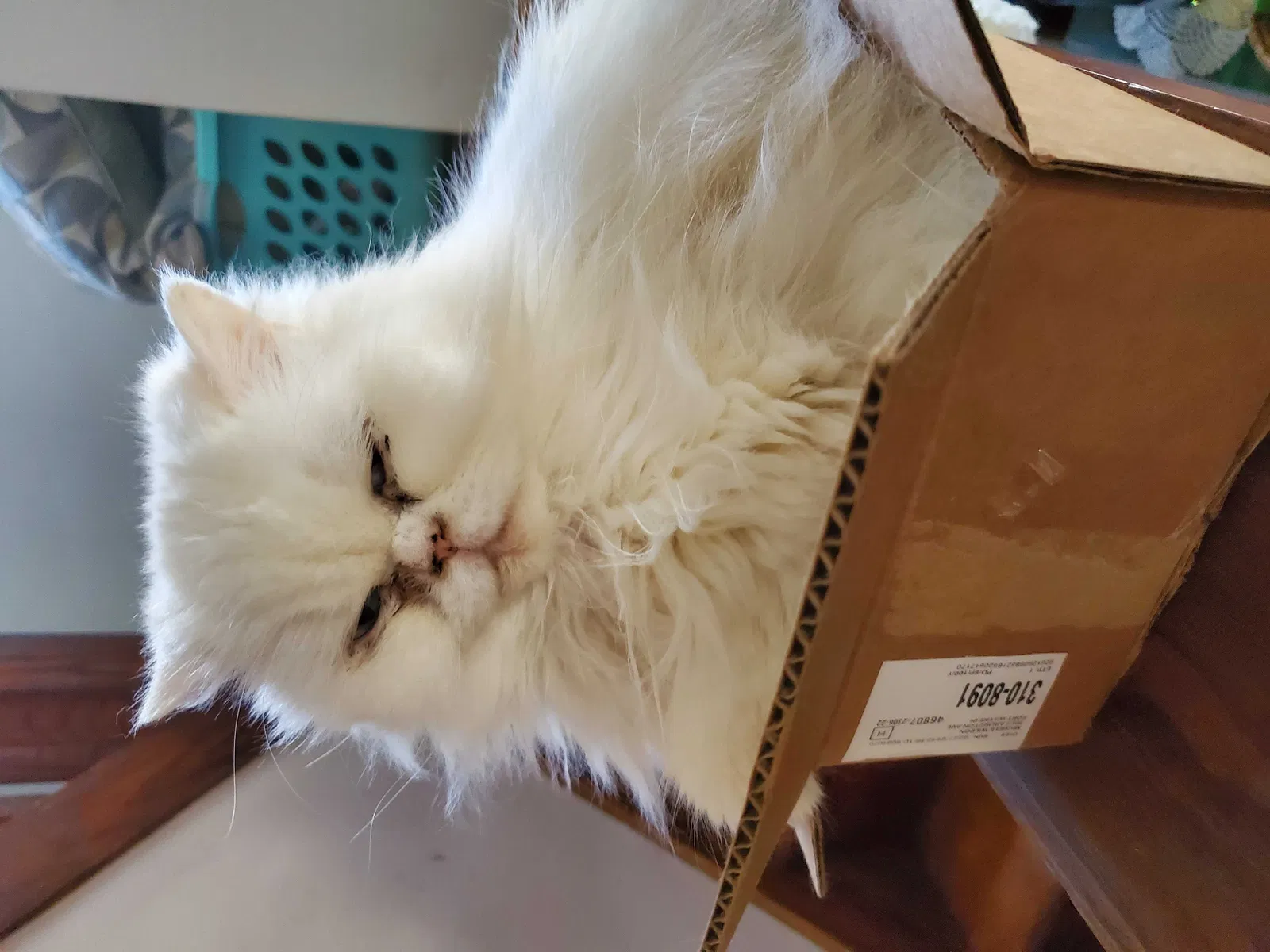 Lost cat in Fort Wayne, IN, 46807