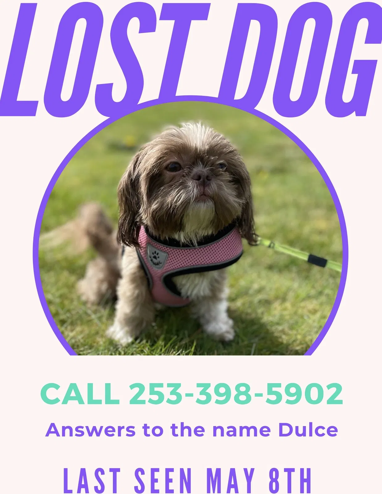 Lost dog in Tacoma, WA, 98418