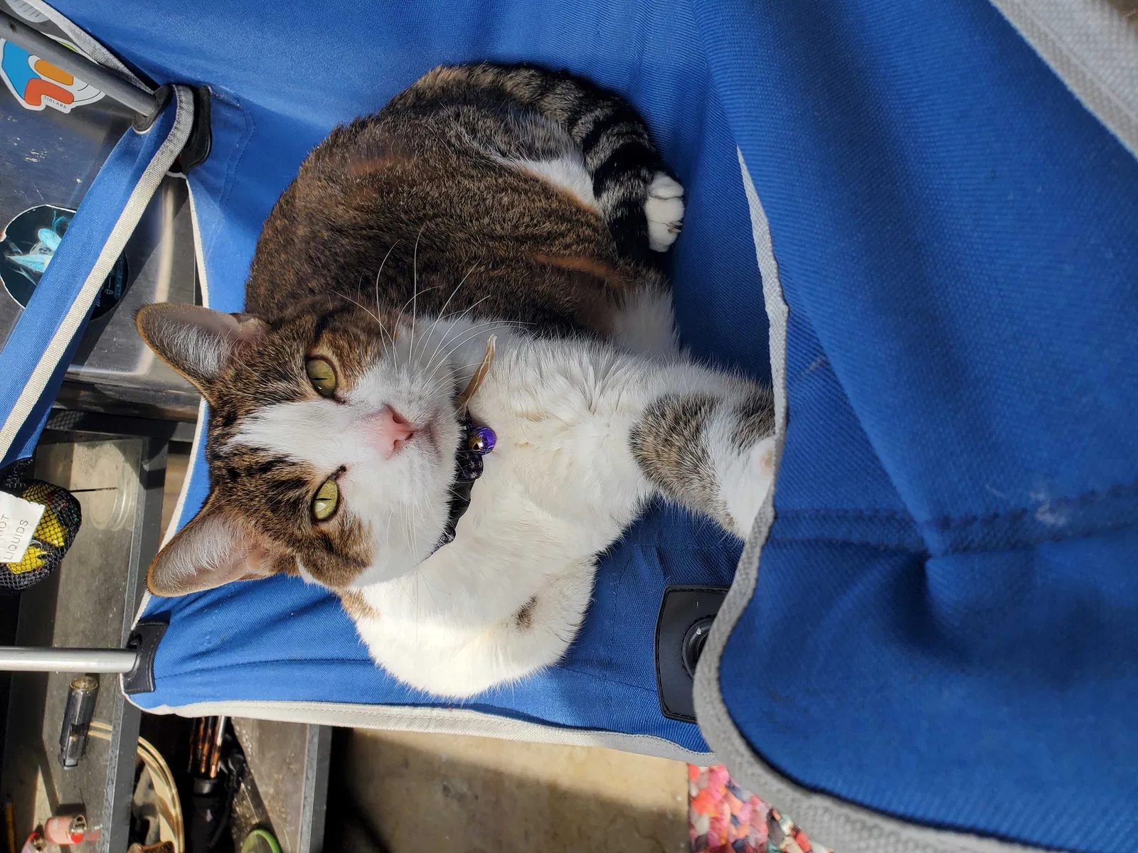 Lost cat in Clovis, CA, 93612