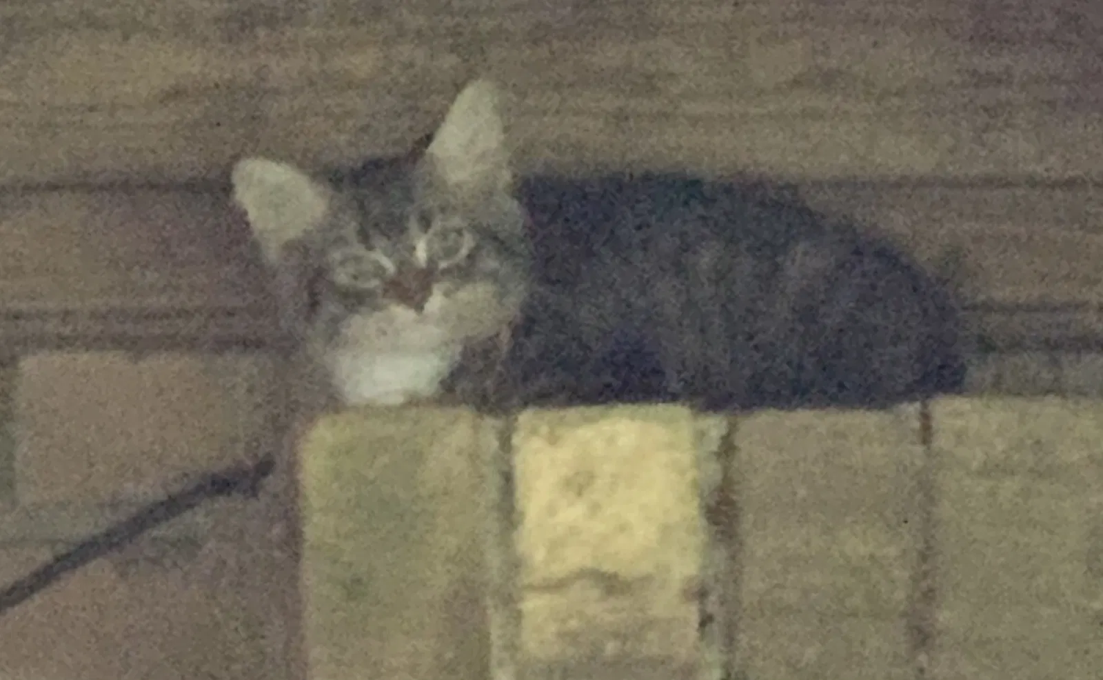 Found cat in Birmingham, AL, 35235