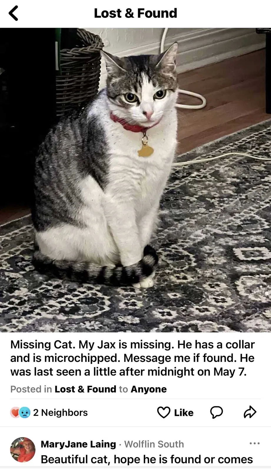 Lost cat in Amarillo, TX, 79109