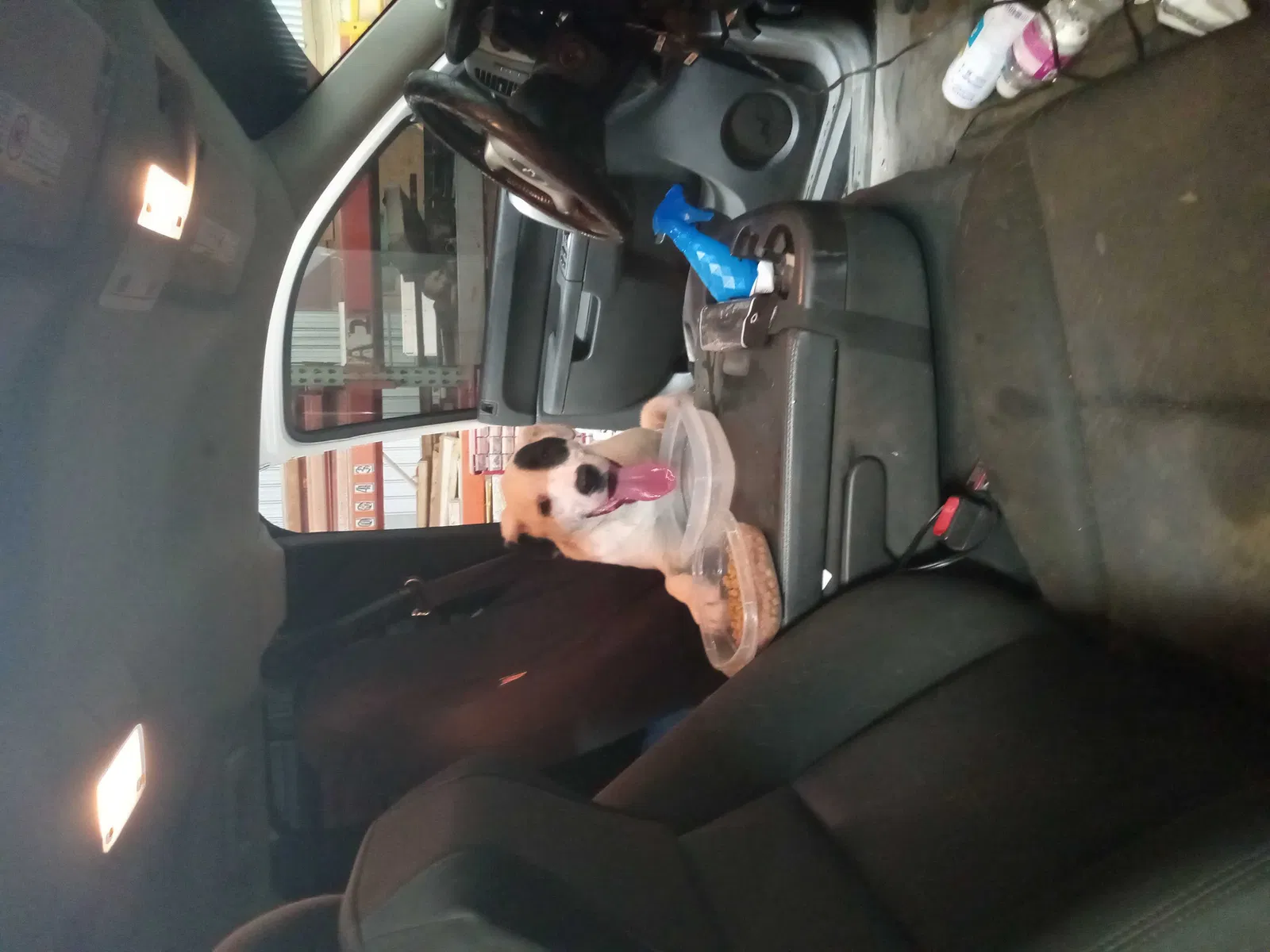 Found dog in Oklahoma City, OK, 73179